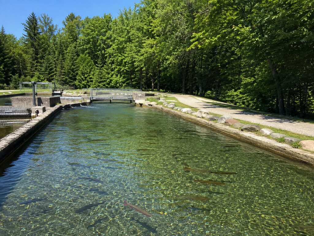 Visit Oden State Fish Hatchery: Trails, Trout, and Nature