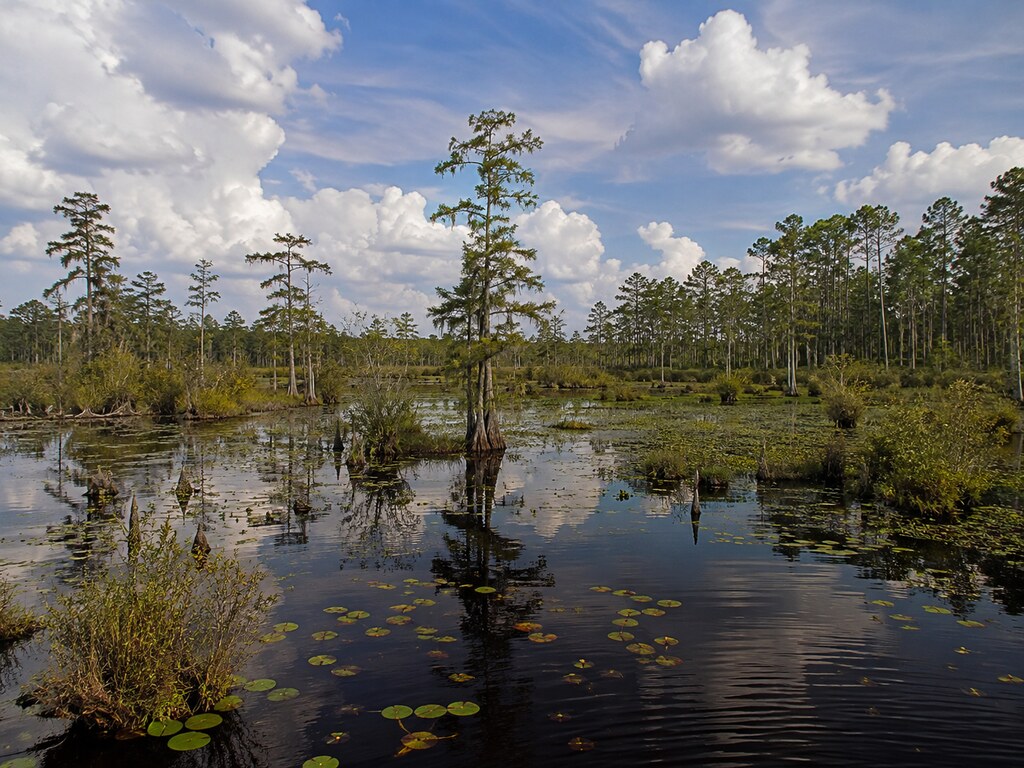 Okefenokee National Wildlife Refuge: A Practical Georgia Guide