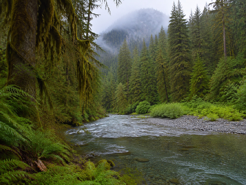 Olympic National Park: A Practical Washington Guide