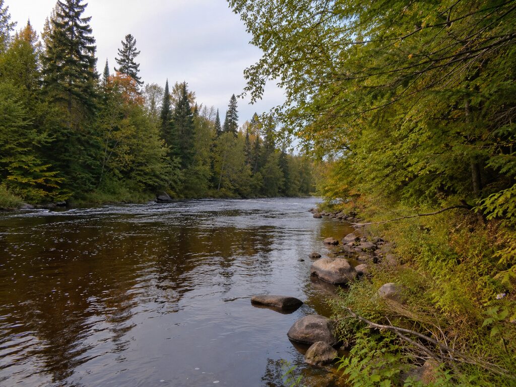 Fishing the Tahquamenon River: A Hidden Gem for Brown Trout