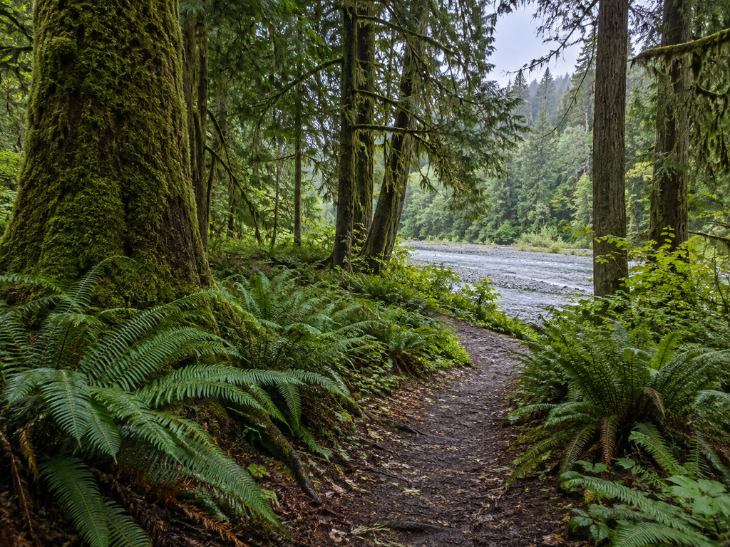 Bogachiel State Park Campground: River Access and Water Alert Guide