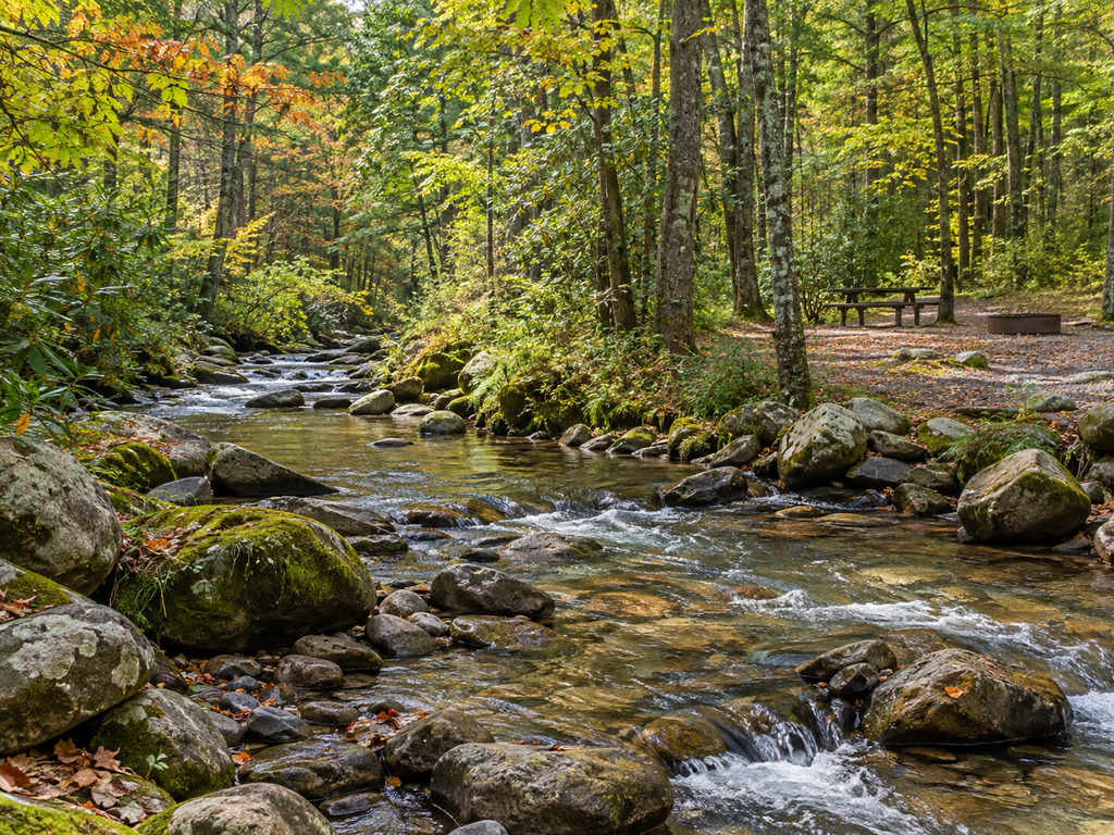 Cooper Creek WMA Fishing and Campground Guide