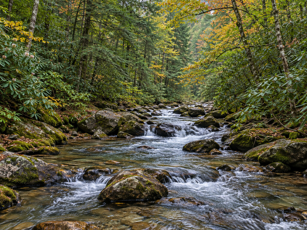 Noontootla Creek Fishing Guide: Three Forks Access and Special Trout Rules